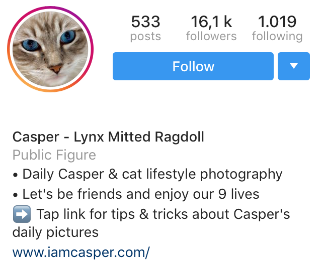 instagram bio that attracts followers