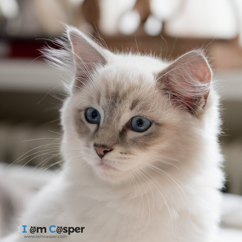 Ragdoll Cat: History, Appearance and Temperament - Cat-World