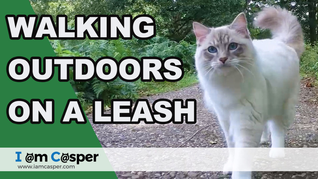 Is It Weird To Walk Your Cat On A Leash Iamcasper